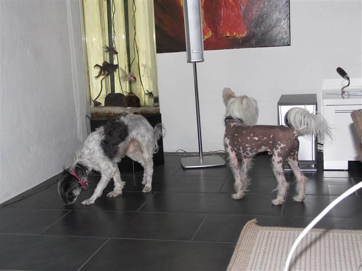 Chinese crested powder puff Dama billede 5