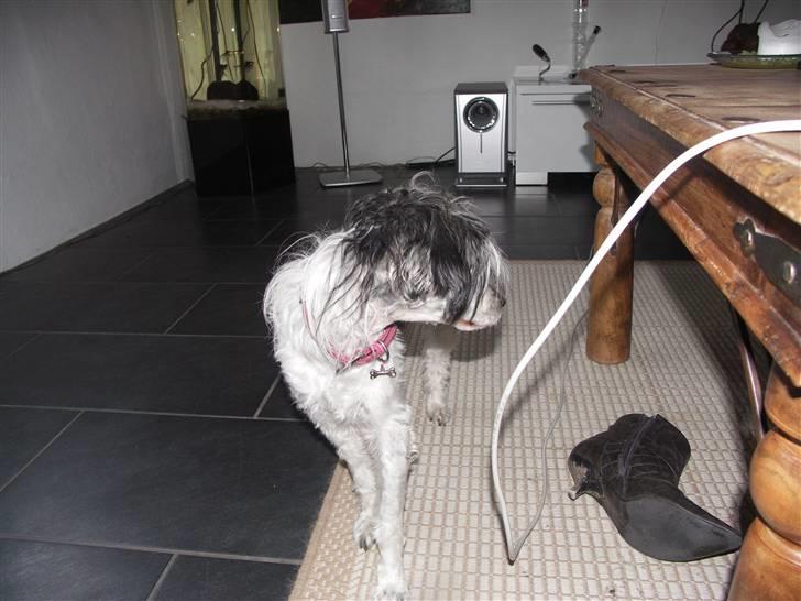 Chinese crested powder puff Dama billede 6