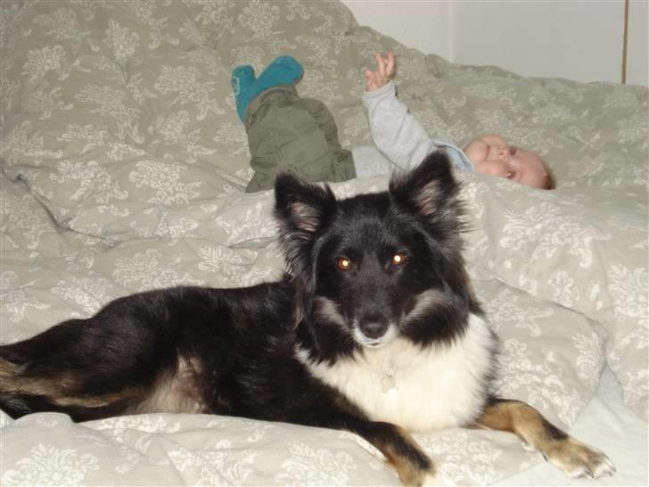 Islandsk fårehund Solargeisli Eiga  billede 1