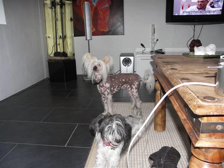 Chinese crested powder puff Dama billede 7