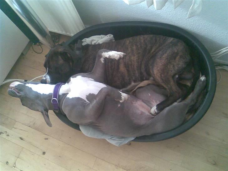 Amerikansk staffordshire terrier gucci billede 15