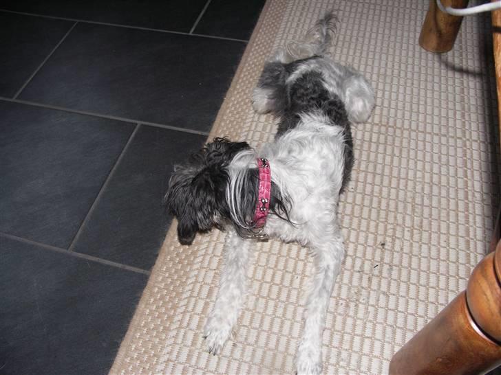 Chinese crested powder puff Dama billede 8