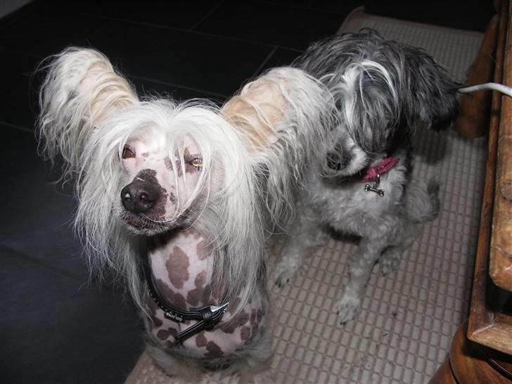 Chinese crested powder puff Dama billede 9