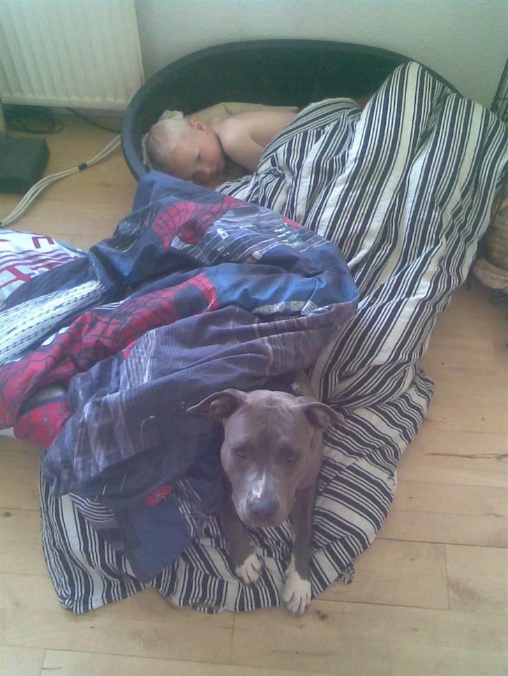 Amerikansk staffordshire terrier gucci billede 16