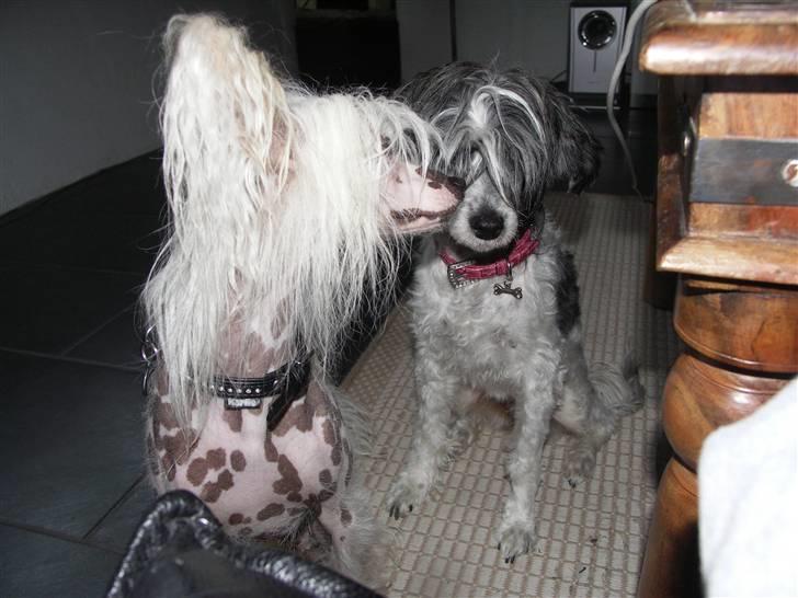 Chinese crested powder puff Dama billede 10