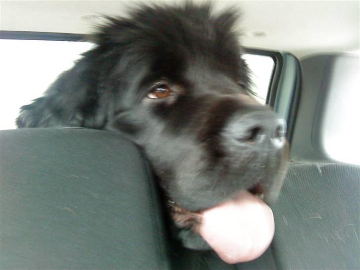 Newfoundlænder Luna - Elsker at komme en tur i hundeskoven billede 3