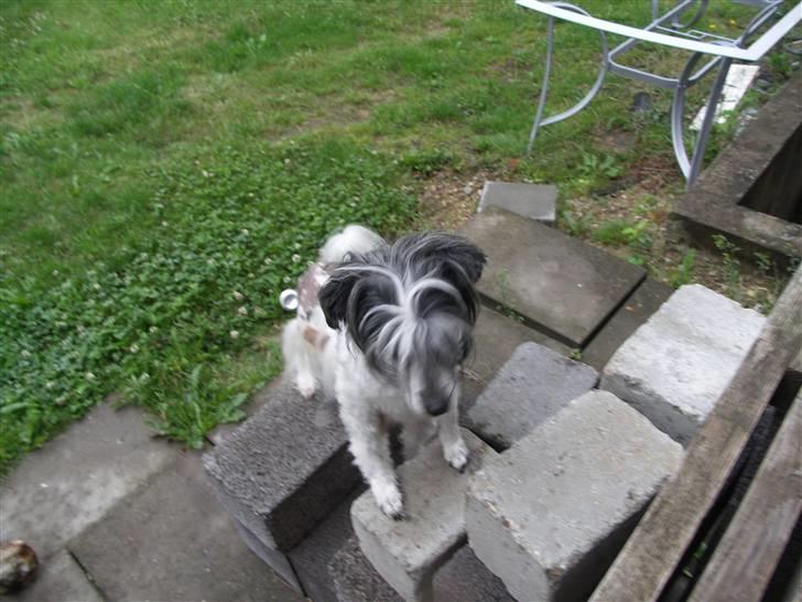 Chinese crested powder puff Dama billede 11