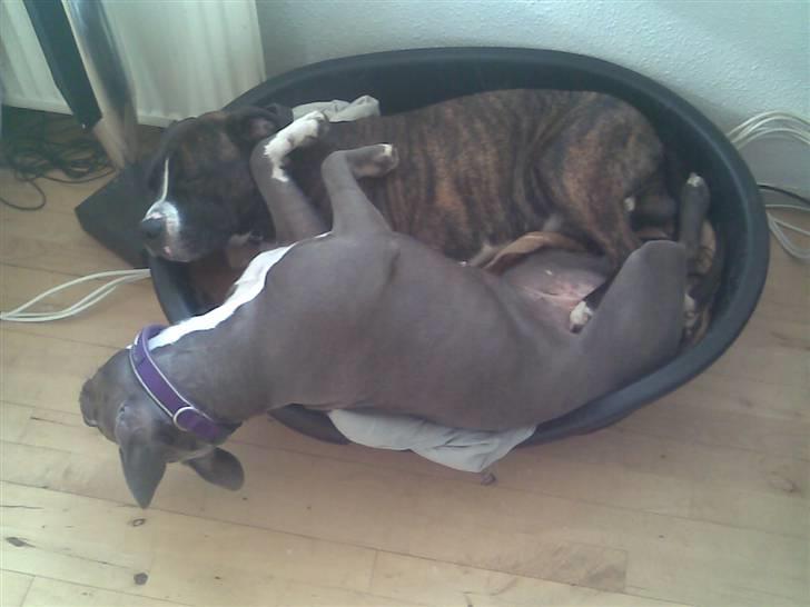 Amerikansk staffordshire terrier gucci billede 17