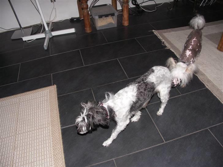 Chinese crested powder puff Dama billede 12