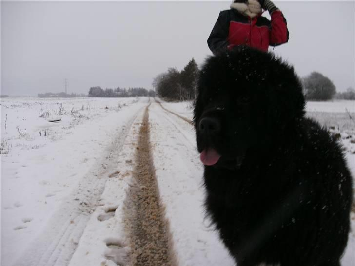 Newfoundlænder Luna - Mor og mig på tur.... billede 4