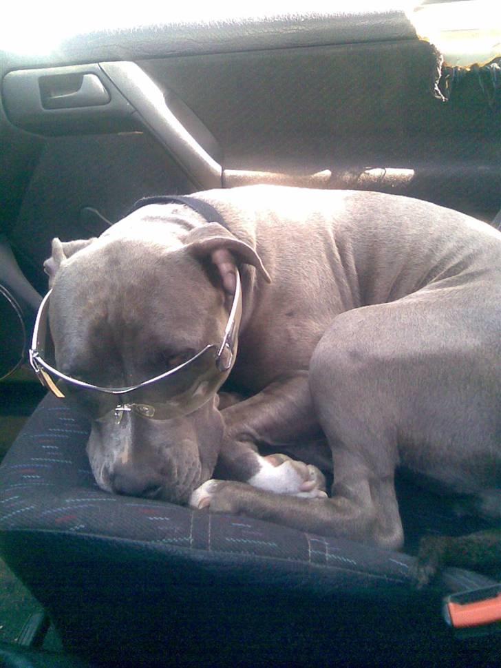 Amerikansk staffordshire terrier gucci billede 18
