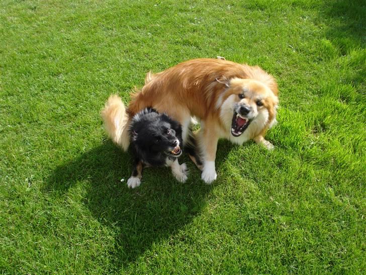Islandsk fårehund Solargeisli Eiga  billede 2