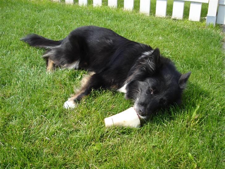 Islandsk fårehund Solargeisli Eiga  billede 3