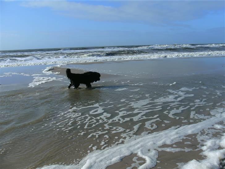 Newfoundlænder Luna - pjask pjask billede 5