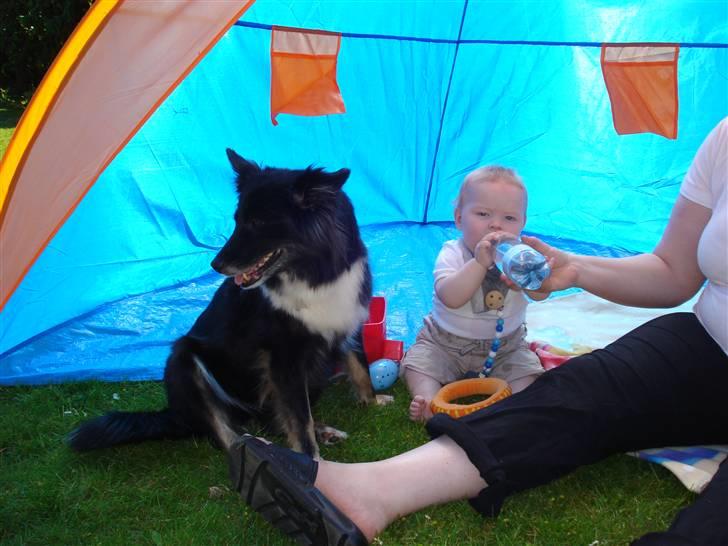 Islandsk fårehund Solargeisli Eiga  billede 4