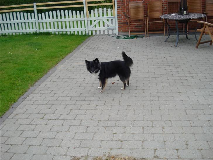Islandsk fårehund Solargeisli Eiga  billede 5