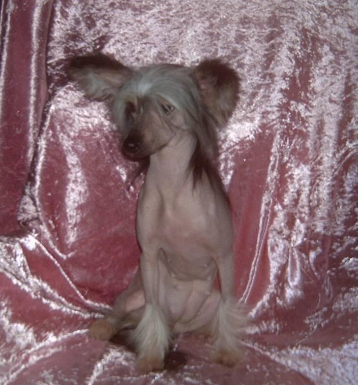 Chinese crested hårløs Dianna Cool Lady billede 1