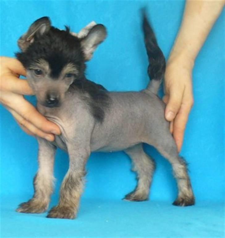 Chinese crested hårløs Dianna Cool Lady billede 2