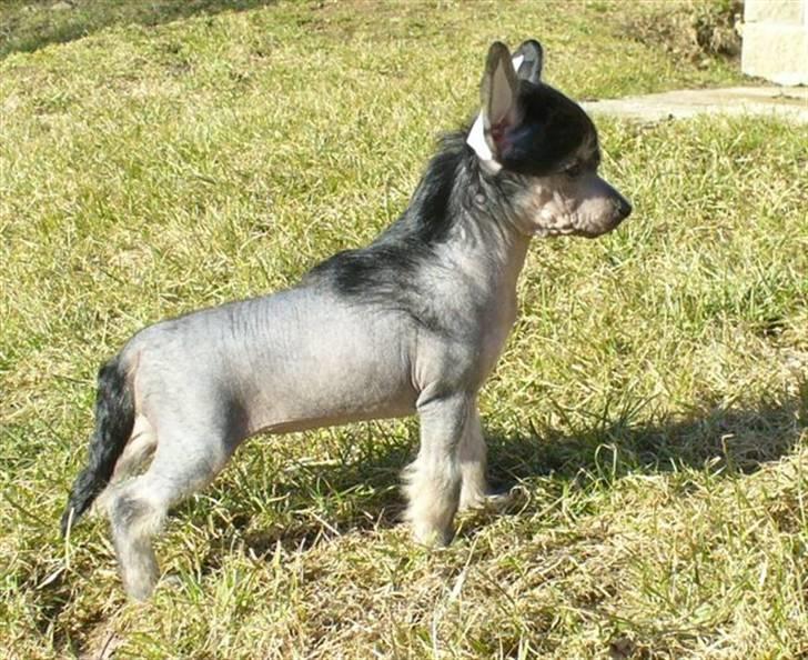Chinese crested hårløs Dianna Cool Lady billede 3