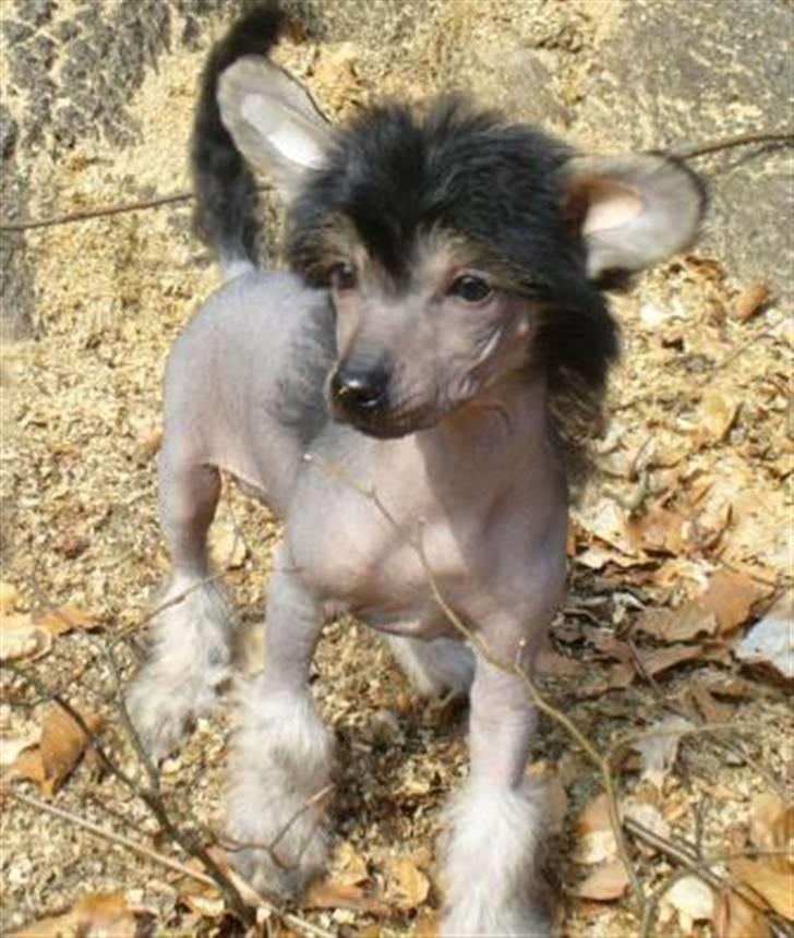 Chinese crested hårløs Dianna Cool Lady billede 4