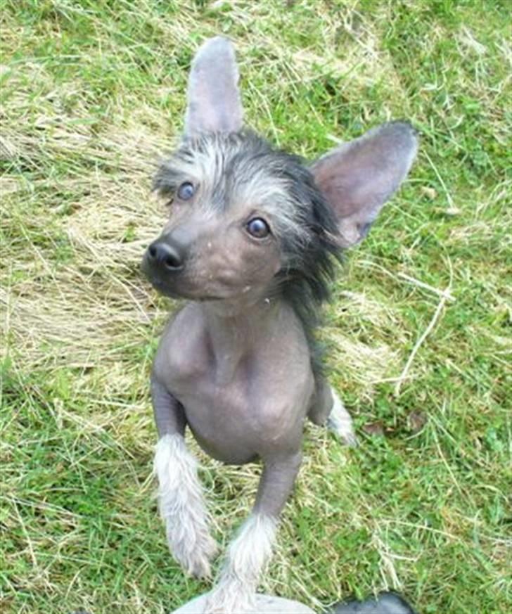 Chinese crested hårløs Dianna Cool Lady billede 5