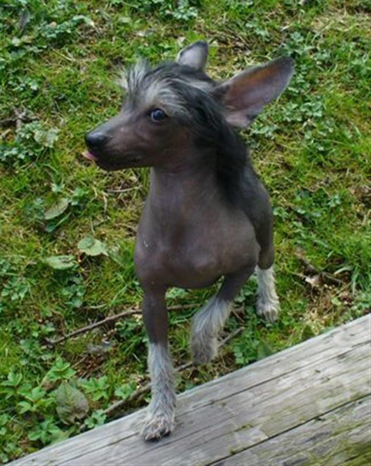 Chinese crested hårløs Dianna Cool Lady billede 6