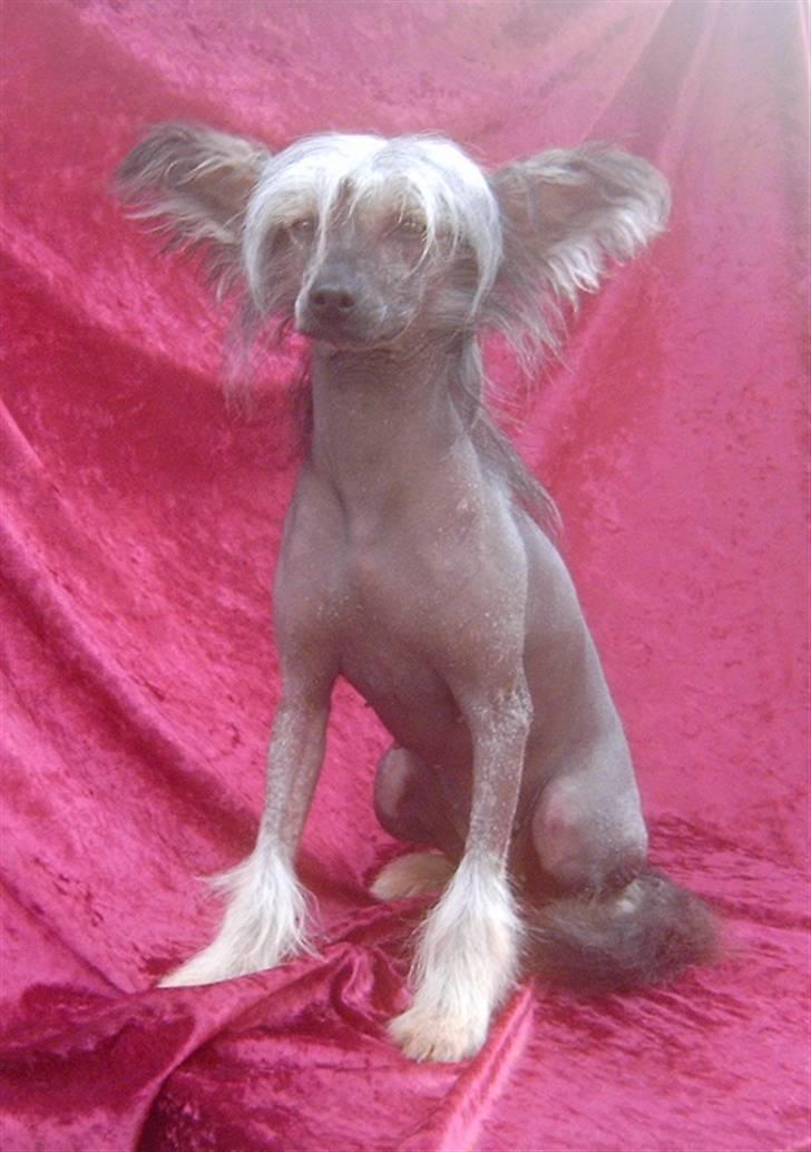 Chinese crested hårløs Dianna Cool Lady billede 7