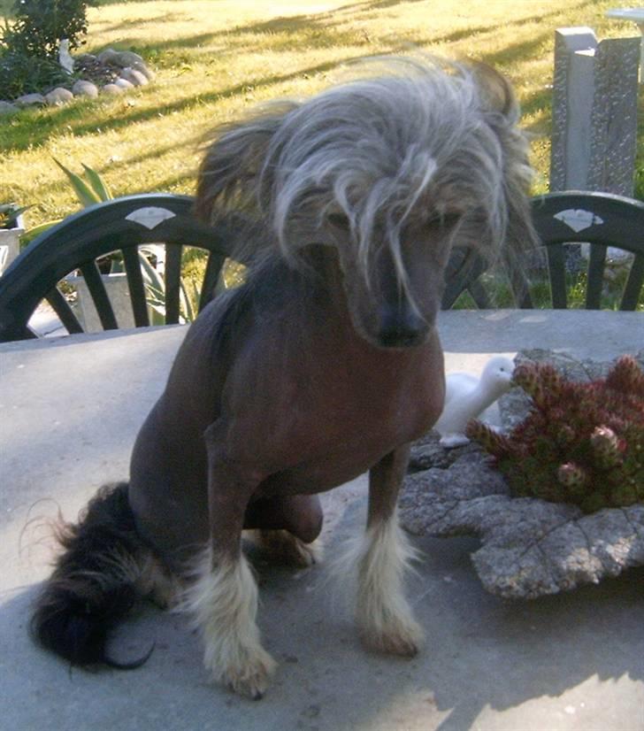 Chinese crested hårløs Dianna Cool Lady billede 8