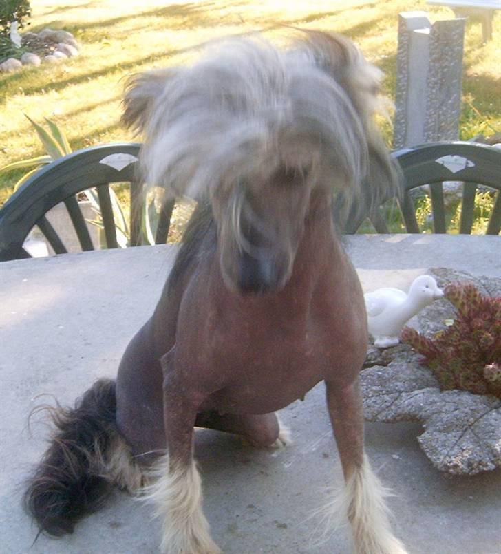 Chinese crested hårløs Dianna Cool Lady billede 9