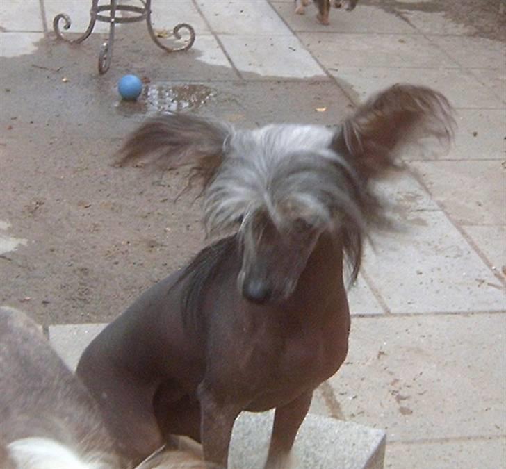 Chinese crested hårløs Dianna Cool Lady billede 10