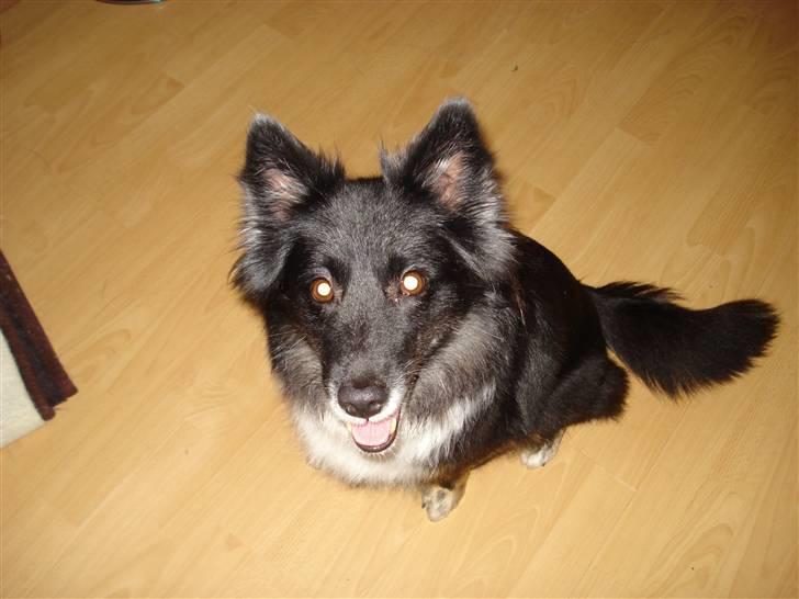 Islandsk fårehund Solargeisli Eiga  billede 6