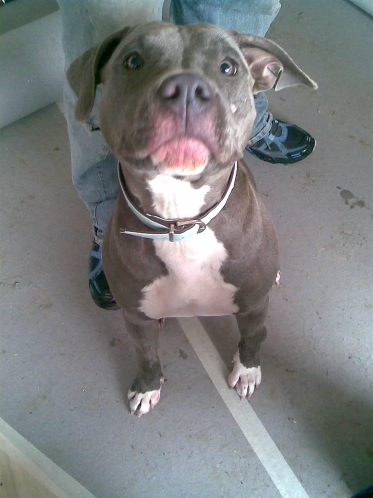 Amerikansk staffordshire terrier gucci billede 19