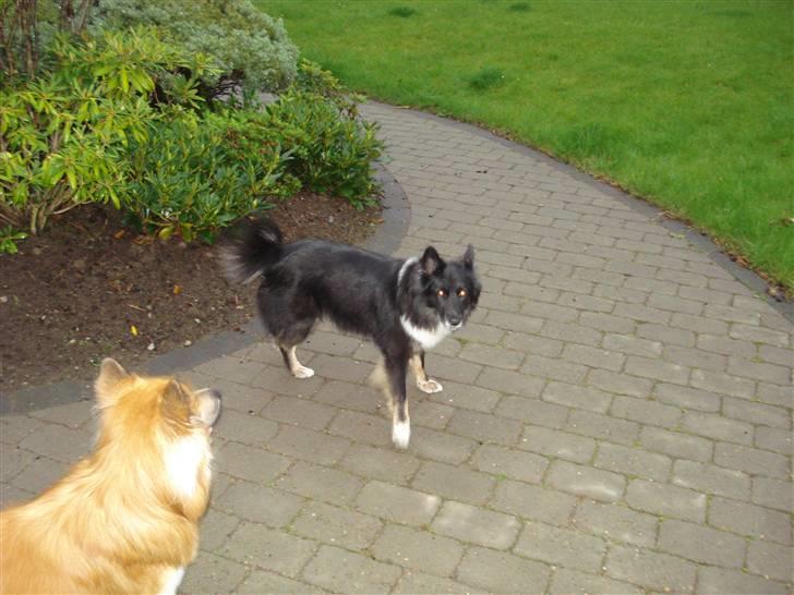 Islandsk fårehund Solargeisli Eiga  billede 8