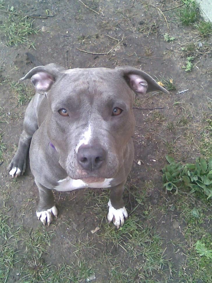 Amerikansk staffordshire terrier gucci billede 20