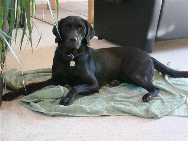 Labrador retriever Twix - Er jeg ikke bare dejlig??  :)  billede 1