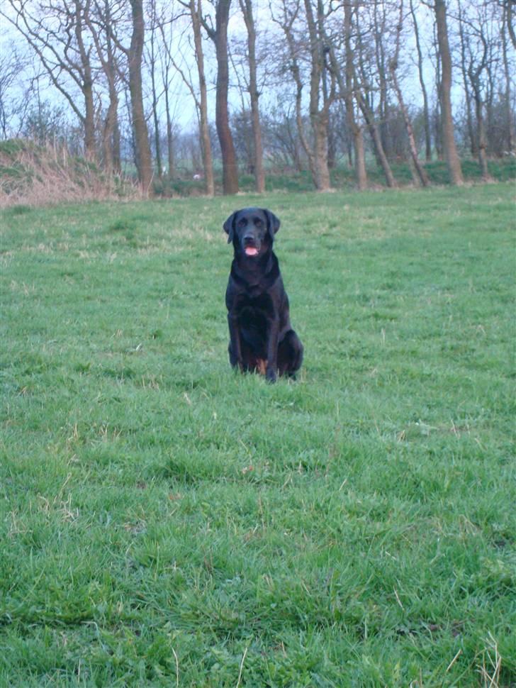 Labrador retriever Twix - Jeg har da ikke tid til at sidde her mor - jeg skal da ud og snuse på marken og i skoven.  billede 2
