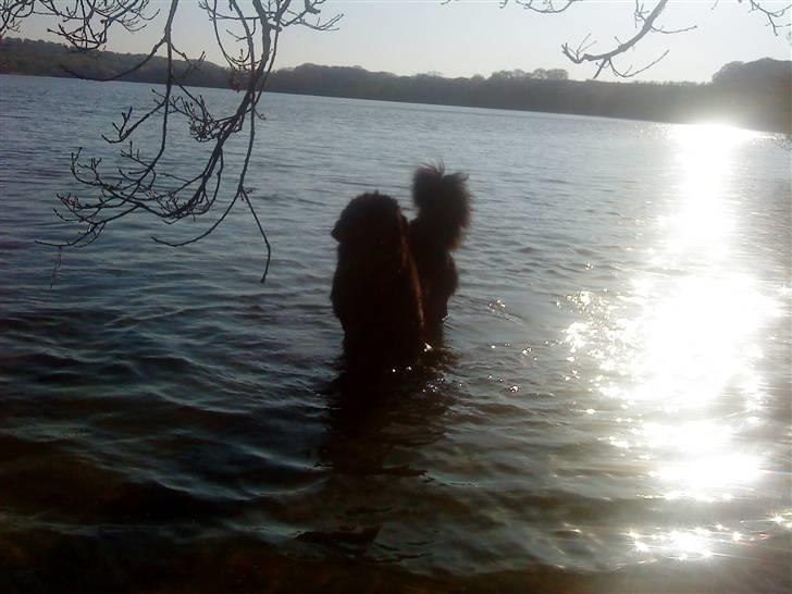 Newfoundlænder Luna - lige et lille go nat bad billede 6