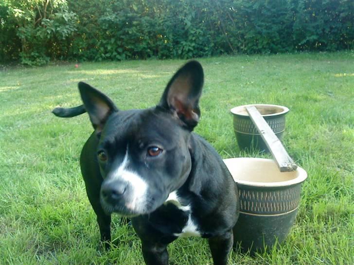 Blanding af racer ALBA billede 11