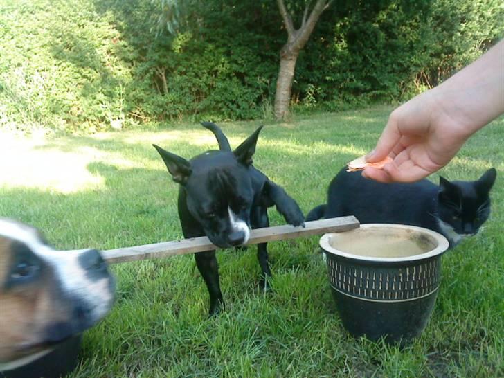 Blanding af racer ALBA - Mon jeg kan gå over? :b billede 12