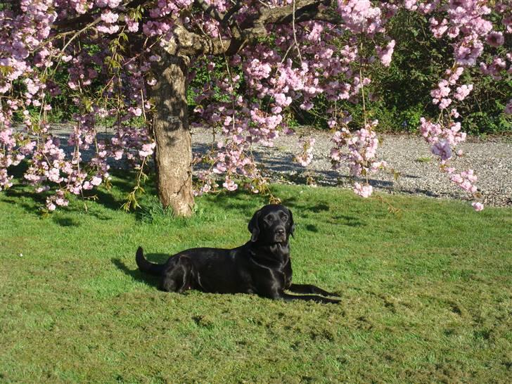 Labrador retriever Twix - Mmmm . . . .eelsker at slikke sol  :)  billede 3