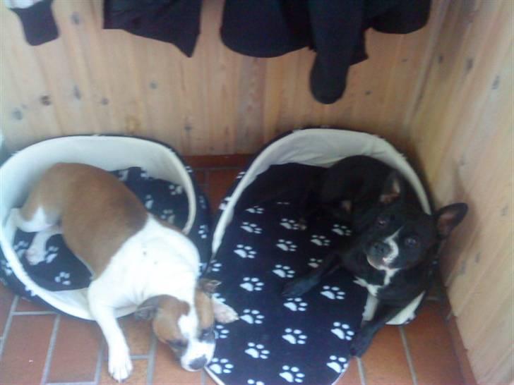 Blanding af racer ALBA - Alba ligger pænt og Nugga ligger ud over det hele ! xD billede 13