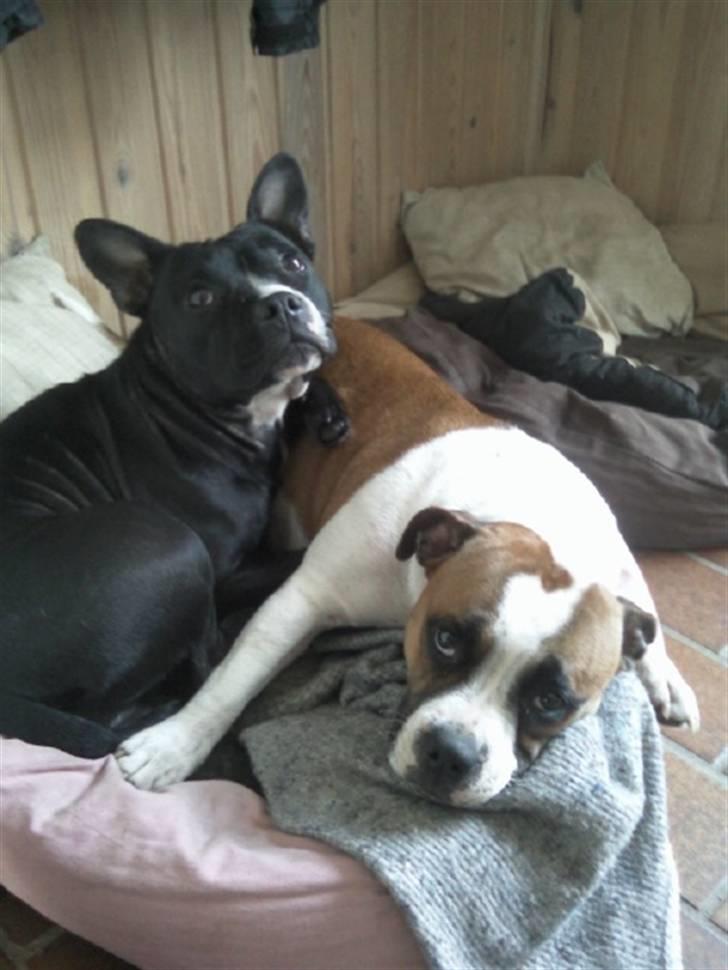 Blanding af racer ALBA - Hun fylder MOAR ! :( billede 14