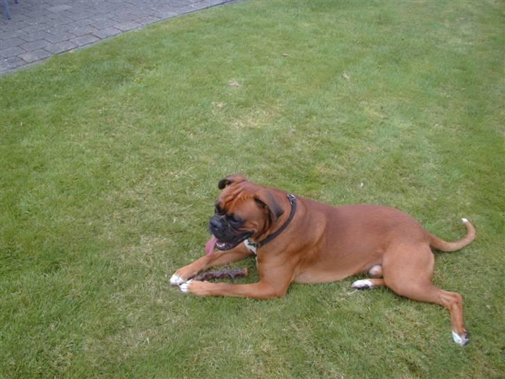 Boxer Nero billede 1