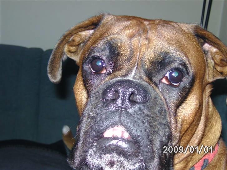 Boxer Nero billede 2