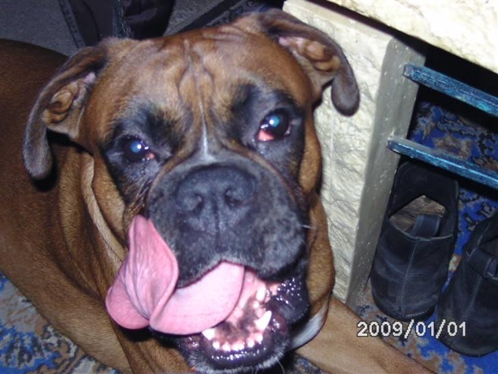 Boxer Nero billede 3