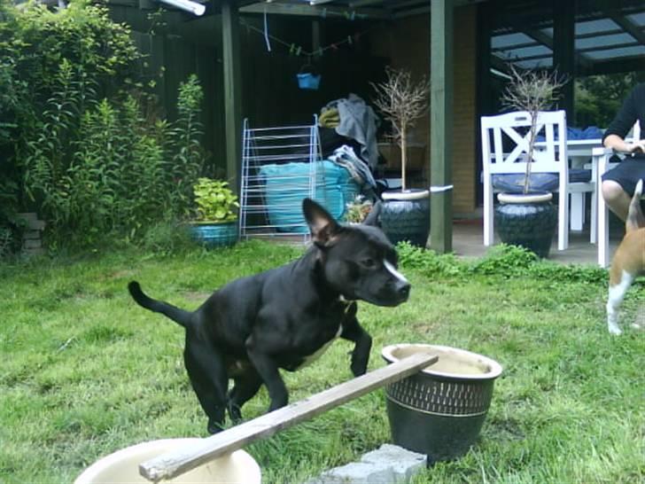 Blanding af racer ALBA - Se hvor højt jeg kan springe ! <3 billede 15