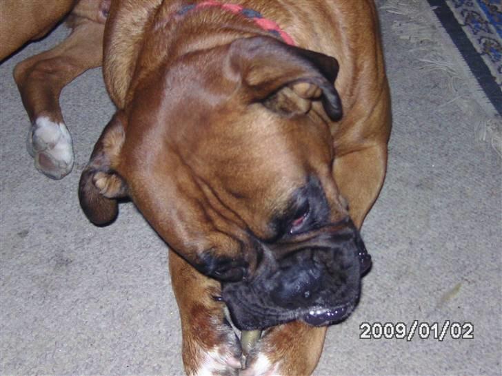 Boxer Nero billede 4