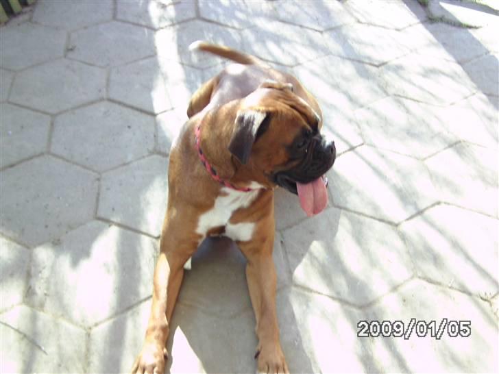 Boxer Nero billede 5