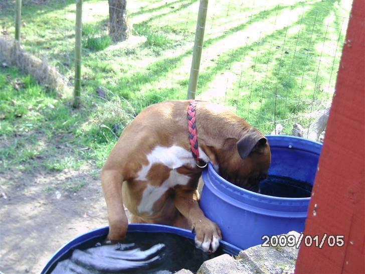 Boxer Nero billede 6