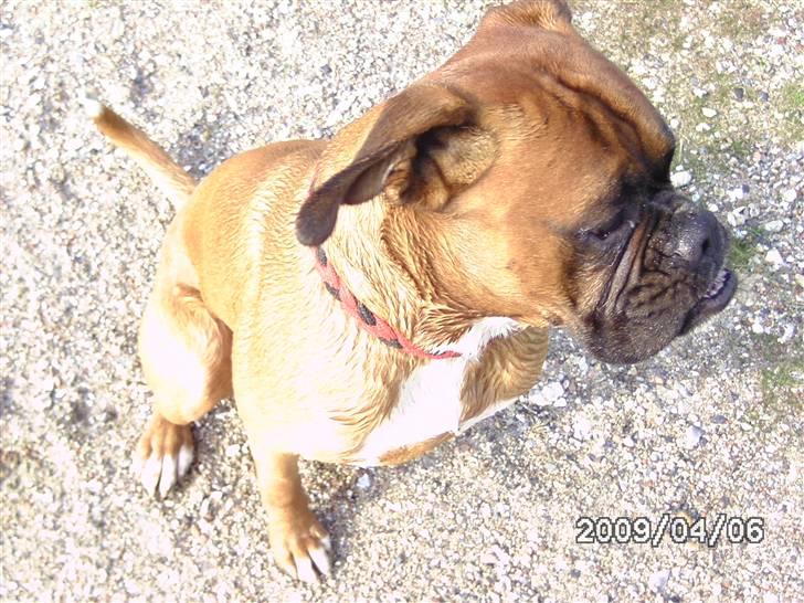 Boxer Nero billede 7